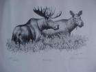 Limited Edition Stone Lithograph Moose by Gary Lyon  