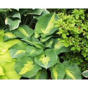  St Paul Hosta Patio, Lawn & Garden