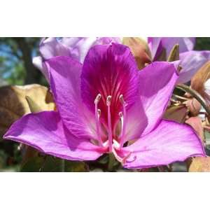 Live Purple Orchid Tree  Grocery & Gourmet Food