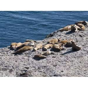  Sea Lions, Valdes Peninsula, Patagonia, Argentina, South 