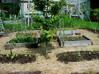 How to Make a Vegetable Garden Big Money in Small Plots  