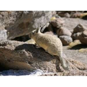  Viscacha, Uyuni, Bolivia, South America Giclee Poster 