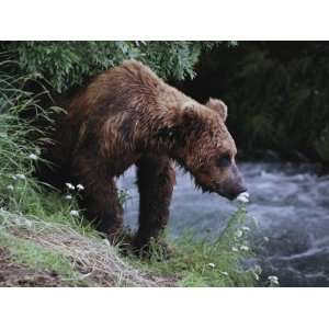  A Young Grizzly Bear (Ursus Arctos Horribilis) Smells a Flower 
