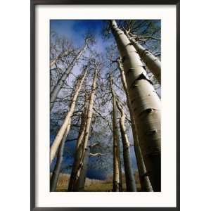 Aspen Trees in Spring, Utah, Utah, USA Collections Framed Photographic 