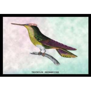  Hummingbird Trochilus Sephanoides 12x18 Giclee on canvas 