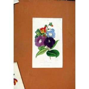  Florist Journal C1845 Achimenes Old Print Fine Art