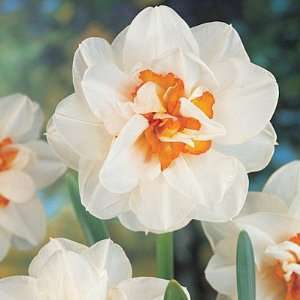  Double Daffodil Bulbs Flowerdrift Patio, Lawn & Garden