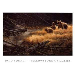  Paco Young Yellowstone Grizzlies 27x20 Poster Print
