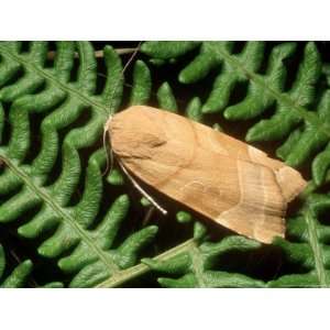  Broad Bordered Yellow Underwing, Imago at Rest, Eakring 