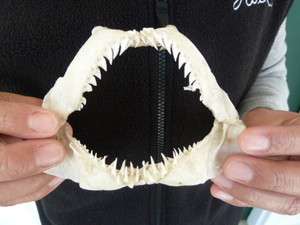 SJ180 30) RARE 4 1/4 HEMIPRISTIS SHARK jaw sharks jaws teeth 