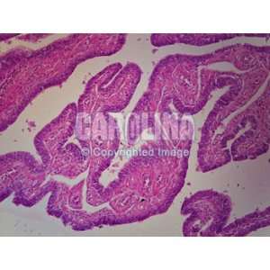 Human Fallopian Tube, sec. Thin Microscope Slide  