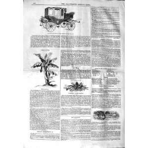   1843 WEDDING CARRIAGE EMPEROR BRAZILS PLANTAIN PLANT