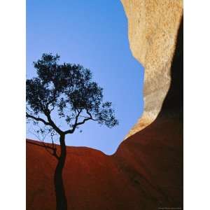 Rock Formations and Silhouetted Tree in Uluru National Park Premium 