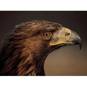 Golden Eagle, Highland Region, Scotland, United Kingdom Photographic 
