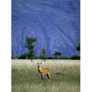  Male Ugandan Kob Stands his Ground in Semuliki Wildlife 