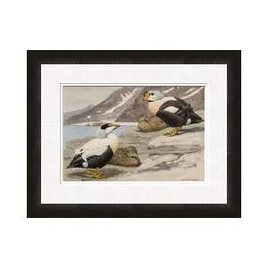  Pair Of Pacific Eiders And A Pair Of King Eiders Framed 