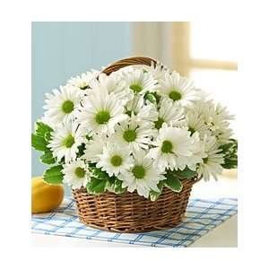 Flowers by 1800Flowers   White Daisy Basket for Sympathy   Large