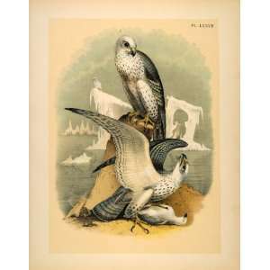  1881 Chromolithograph Bird Gyrfalcon Jer Iceland Falcon 