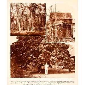  1932 Rotogravure Georgia America Turpentine Farm Pine 