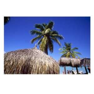  Palm Trees and Palapa Umbrellas Palm Beach Aruba 