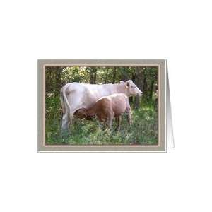 Calf Baby Cow Note Cards Card