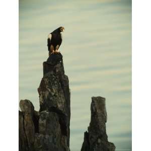  Vocalizing Stellers Sea Eagle Perches on a Rock Stretched 
