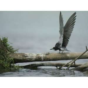  Bird Perched on a Log over Water with its Wings 