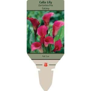  1 Galaxy Calla lily Tuber   14cm Size Tuber Patio, Lawn & Garden