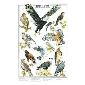  Birds of Prey Vol. I Patio, Lawn & Garden