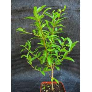 9GreenBox   Dwarf Pomegranate Mame Bonsai Great Fruiting Plant