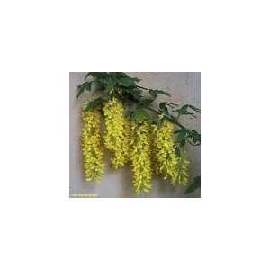  ** 5 GOLDEN CHAIN TREE SEEDS ** SHOWY ** #1145 Patio 