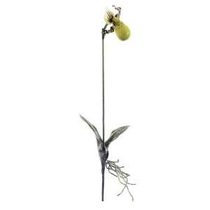  16 Lady Slipper Orchid Plant Green Brown (Pack of 12 