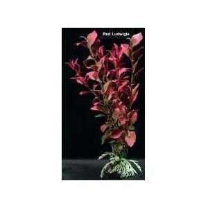   Plant With Rock Anchor Base Ludwidgia Red Fg 4 Inch