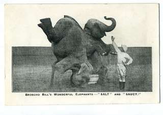 Circus Broncho Bill Elephant vintage 1900s postcard  