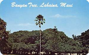 Banyan Tree, Lahaina, Maui, Hawaii, Unused postcard  
