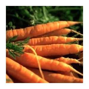   Half Long Carrots   1/4oz. Bulk Vegetable Seed Patio, Lawn & Garden
