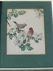 JAMES GORDON IRVING PRINT/PICTURE HOUSE OF FINCHES & GARDEN ROSES NO 