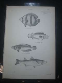 1860 ANTIQUE FISH PRINTMULLET, CHETODON, CLIMBING FISH  