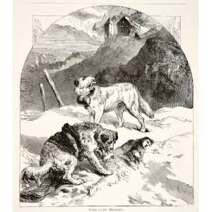   Dog Mont Blanc Alps France Rescue Mountains   Original In Text Wood