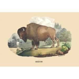  Bizon (Bison) 12x18 Giclee on canvas