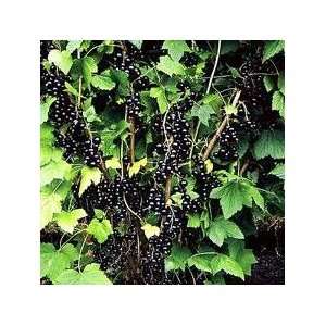 Black Currant 5 Seeds TASTY FOR JELLY & TEA Patio, Lawn 