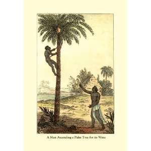   Man Ascending a Palm Tree for Its Wine 24x36 Giclee