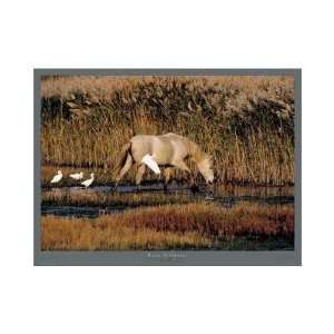 Equus, Camargue (France) Poster Print 