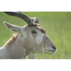  Addax Taxidermy Photo Reference CD