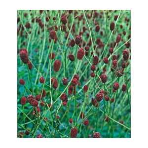  Sanguisorba Tanna Patio, Lawn & Garden