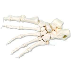  Loose Foot Skeleton