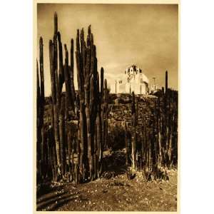  1925 Cereus Cactus Hugo Brehme Mexico Photogravure 