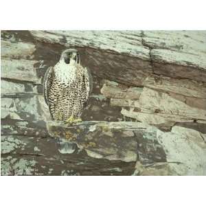  Keith Brockie   Cliff Sentinel Peregrine Falcon