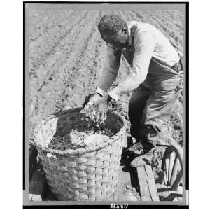  Butler County, AL, 1941. Cotton seed,by Forsythe