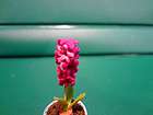 Dollhouse Miniatures flowers in pot plant Hyacinth RedIris daisy rose 
